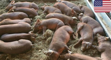 Red Wattle Pig: Hardy and Adaptable, Tasty Meat, Generous Litter Size, and Rapid Growth – FarmerDB