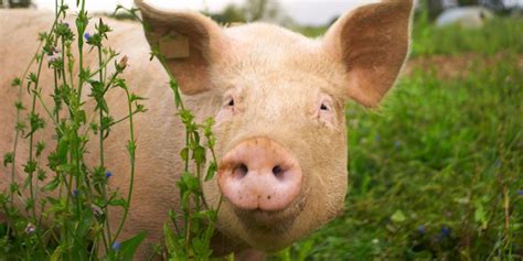 An animal that is half-human, half-pig – The Millennium Report