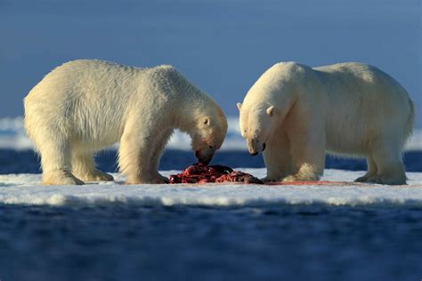 Abundant polar bear habitat across the Arctic at the start of winter | polarbearscience