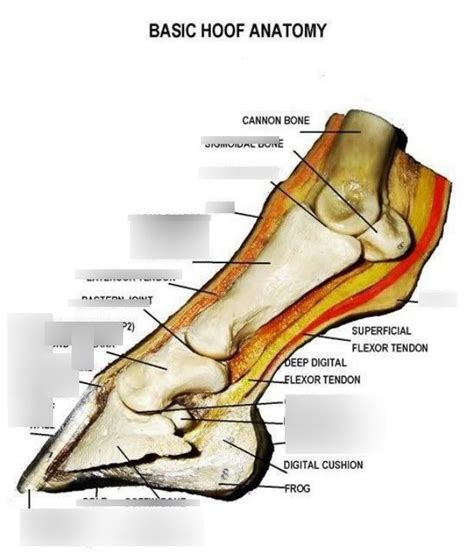 Horse lower leg anatomy Diagram | Quizlet