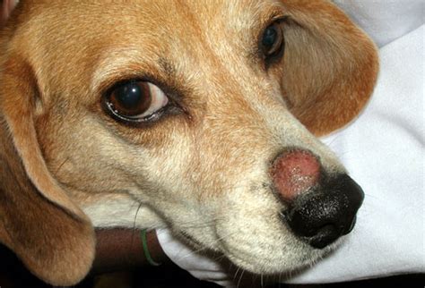 Ringworm in Dogs: Cause, Symptom, Treatment, and Prevention | New Health Advisor