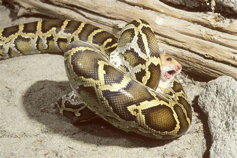 Burmese python with prey - Stock Image - Z780/0088 - Science Photo Library