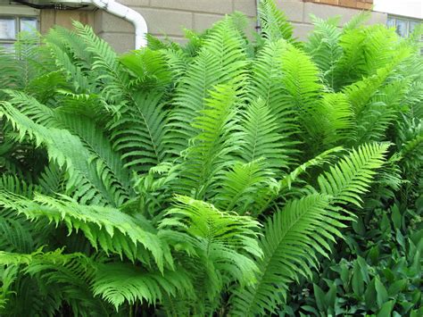 A. J. Rahn Greenhouses: Ostrich Ferns