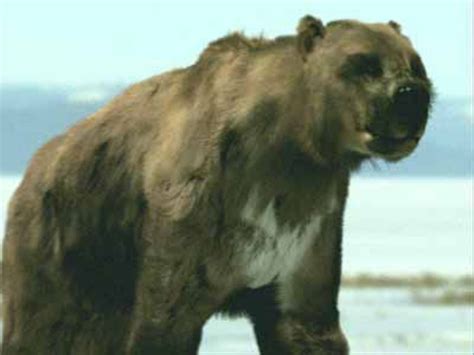 The Short Faced Bear | HubPages