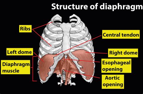 Respiratory System Diaphragm Function