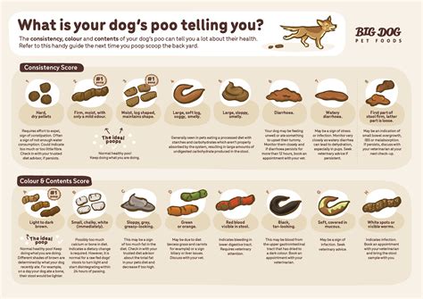 Choose Your Poo Chart