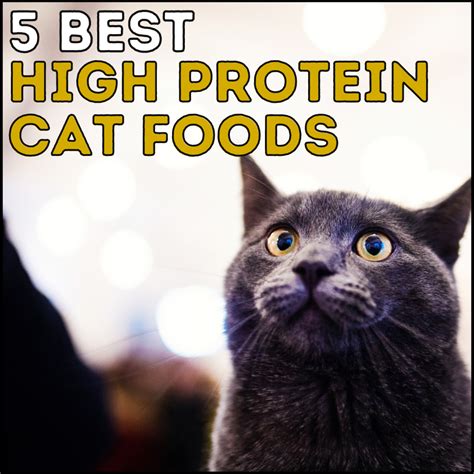 5 Best High Protein Cat Foods to Help Your Cat Gain Weight