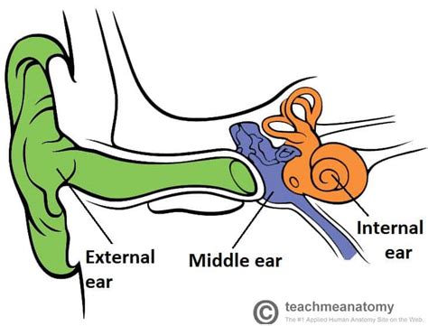 The Middle Ear - Parts - Bones - Muscles - TeachMeAnatomy