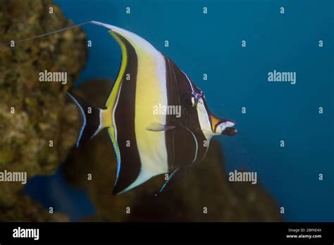 Moorish Idol the type of fish known as Gill in Finding Nemo Stock Photo - Alamy