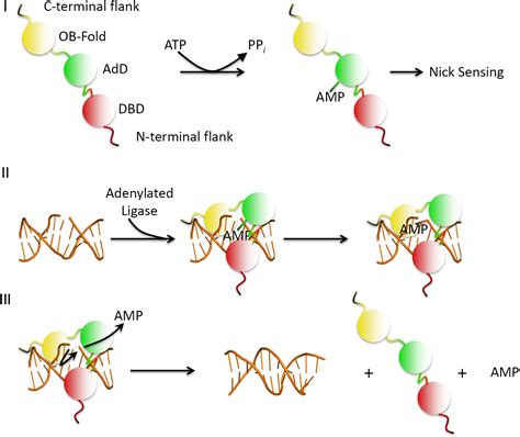 Diagram Dna Ligase