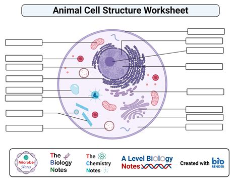 Animal Cell Worksheet Answers - Wordworksheet.com