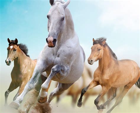 Wild Horses Running Wallpapers - Top Free Wild Horses Running Backgrounds - WallpaperAccess