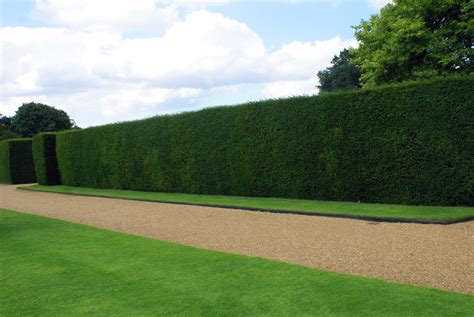 Taxus Bacatta / Yew | Caragh Nurseries