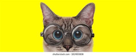 6,494 Cat Wearing Glasses Images, Stock Photos & Vectors | Shutterstock