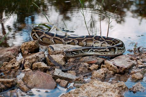 A 198-pound Burmese python was captured in Florida