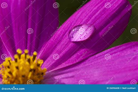 Macro Flower Water Drop Royalty Free Stock Photos - Image: 26096608