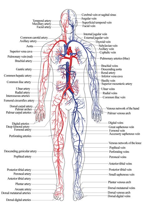 Pin by TexasRN Patient Advocate Dysau on Anatomy | Human body systems, Human body diagram ...