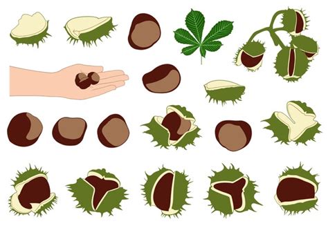 202 Conker Silhouette Images, Stock Photos, 3D objects, & Vectors | Shutterstock