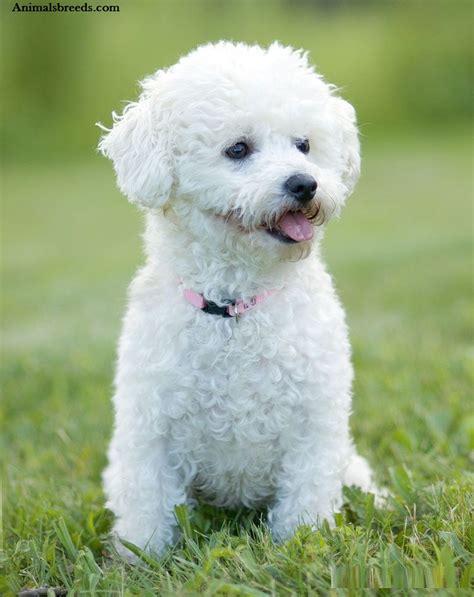 Bichon Frise - Puppies, Rescue, Pictures, Information, Temperament, Characteristics | Animals Breeds