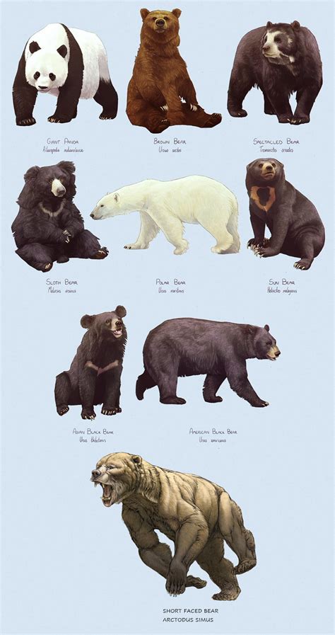 The short faced bear compared with the eight bear species that are alive today : r/Naturewasmetal