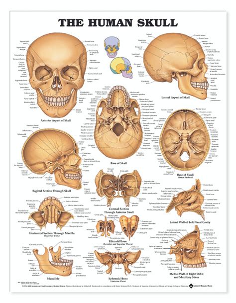 Reference Chart - Human Skull - Biologyproducts.com