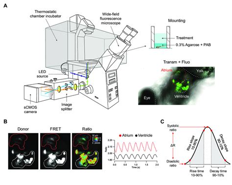 Zebrafish embryo mounting for microscopy, image acquisition and... | Download Scientific Diagram