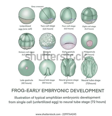 10 Frog Embryonic Development Images, Stock Photos, 3D objects, & Vectors | Shutterstock