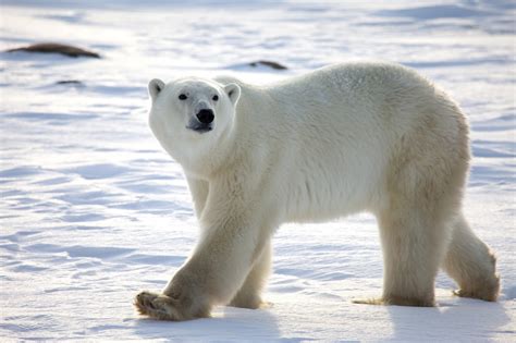 The Polar Bear | Amazing Animal Informative Facts | WildLife Of World