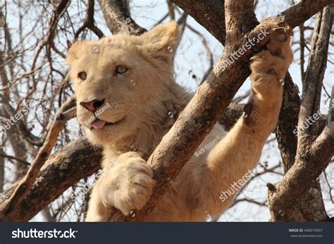 Albino Lion Cub On A Tree Showing His Tongue. Stock Photo 446019457 : Shutterstock