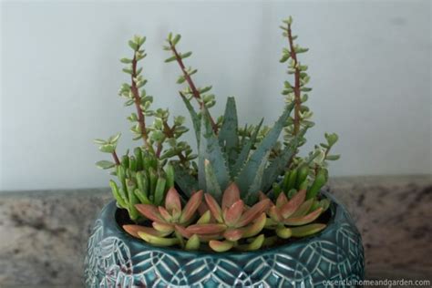 The Best Indoor Succulents - 12 Varieties That Will Thrive In Your Home - Essential Home And Garden