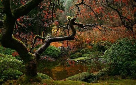 Japanese Tree Wallpapers - Top Free Japanese Tree Backgrounds - WallpaperAccess