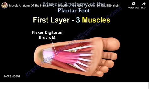 Anatomy of the Sole of Foot — OrthopaedicPrinciples.com