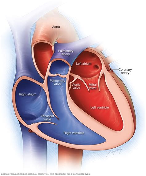 Heart Anatomy Valves