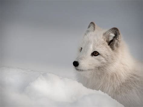 Arctic Fox | Species | WWF