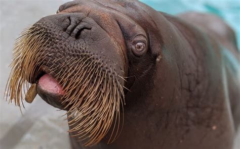 Canadian researchers 3D print metal tusk caps to protect the dental health of endangered ...