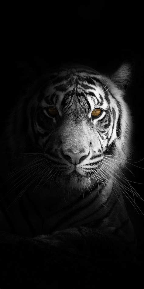 Portrait, minimal, white tiger, dark Wallpaper | Tiger wallpaper iphone, Tiger photography ...