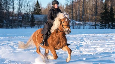 Winter Horse Riding Gear: Essentials For Staying Warm & Safe