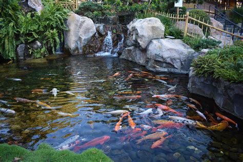 What plants can I put in my Koi pond? - Merebrook Pond Plants