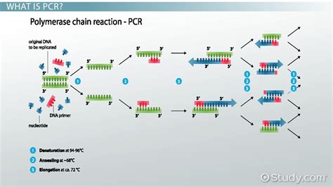 Taq Polymerase: Definition & Function - Video & Lesson Transcript | Study.com