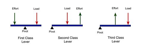 First Second Third Class Lever Examples