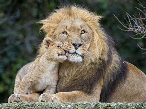 Photo by Tambako The Jaguar | Animals beautiful, Animals, Beautiful lion