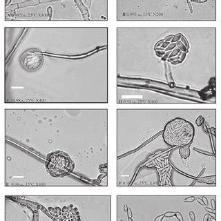 (PDF) The conidia formation of several Fusarium species