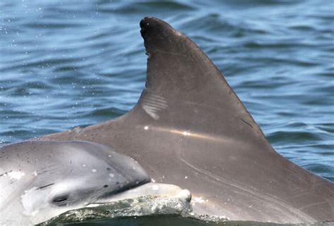 1,000 Photos of Dolphin Fins