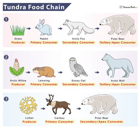 Tundra Biome Animals