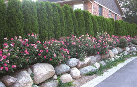 Top 10 Plants for Privacy Screening – English Gardens