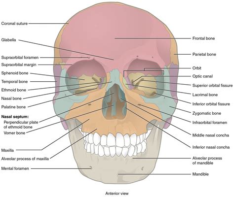 The Skull | Anatomy and Physiology