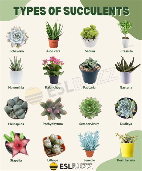 30 Types Of Succulents (Identification): Pictures Chart, 10, 54% OFF