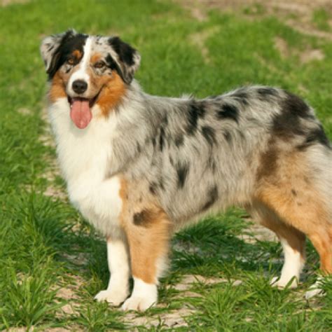 Australian Shepherd grooming, bathing and care | Espree