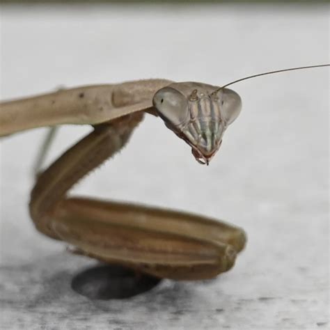 Urban Wildlife Guide: Mantis!