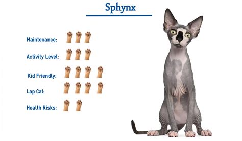 Sphynx Cat Breed… Everything You Need to Know at a Glance!